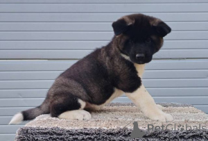 Zdjęcie №4. Sprzedam staffordshire bull terrier w Požarevac.  - cena - negocjowane