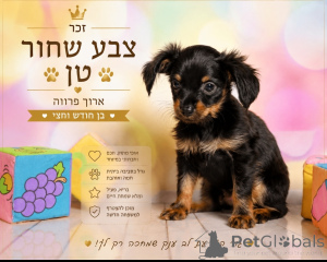 Zdjęcie №4. Sprzedam rosyjski toy w HAIFA. od żłobka, hodowca - cena - 9268zł