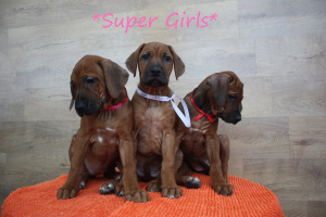 Zdjęcie №4. Sprzedam rhodesian ridgeback w Стерлитамак. prywatne ogłoszenie - cena - Negocjowane