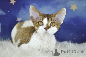Zdjęcie №2 do zapowiedźy № 163450 na sprzedaż  devon rex - wkupić się Austria prywatne ogłoszenie, hodowca