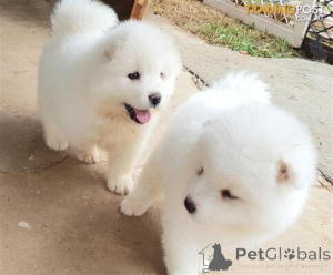 Zdjęcie №1. samojed (rasa psa) - na sprzedaż w Białoruś | negocjowane | Zapowiedź №175644
