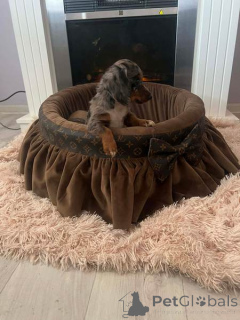 Zdjęcie №4. Sprzedam jamnik w Nowy ogród.  - cena - negocjowane