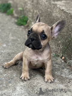 Zdjęcie №2 do zapowiedźy № 149480 na sprzedaż  buldog francuski - wkupić się Holandia od żłobka