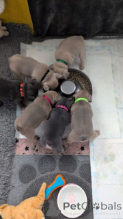 Zdjęcie №1. buldog francuski - na sprzedaż w Monterrey | Bezpłatny | Zapowiedź №147158