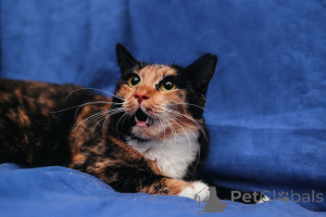 Zdjęcie №1.  - na sprzedaż w Mińsk | Bezpłatny | Zapowiedź № 164182