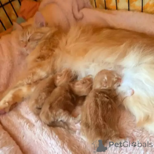 Zdjęcie №2 do zapowiedźy № 167255 na sprzedaż  maine coon - wkupić się Niemcy prywatne ogłoszenie