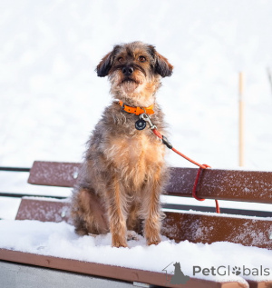 Zdjęcie №1. pies nierasowy - na sprzedaż w Petersburg | Bezpłatny | Zapowiedź №163725