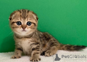 Zdjęcie №3. Uroczy kotek Ragdoll. Białoruś