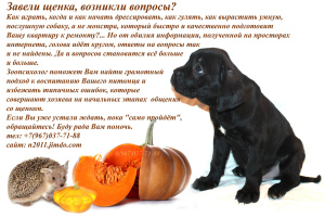 Zdjęcie №2. Serwisie przewodnik dla psa w Federacja Rosyjska. Price - 31zł. Zapowiedź № 3851