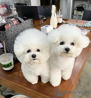Zdjęcie №1. bichon frise - na sprzedaż w Madryt | negocjowane | Zapowiedź №175852