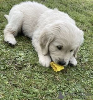 Zdjęcie №1. golden retriever - na sprzedaż w Auckland | negocjowane | Zapowiedź №42680