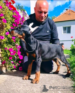 Dodatkowe zdjęcia: Doberman PIĘKNE szczenięta