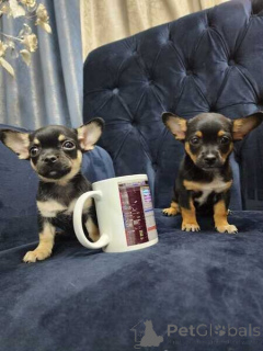 Zdjęcie №1. chihuahua (rasa psów) - na sprzedaż w Zły homburg vor der höhe | negocjowane | Zapowiedź №167071