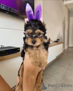 Zdjęcie №1. yorkshire terrier - na sprzedaż w Abisko | negocjowane | Zapowiedź №167293