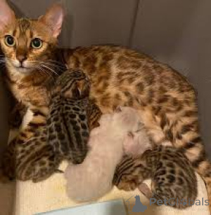 Zdjęcie №1. kot bengalski - na sprzedaż w Bruksela | 2392zł | Zapowiedź № 161613