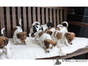 Zdjęcie №1. jack russell terrier - na sprzedaż w Monachium | 2392zł | Zapowiedź №140158
