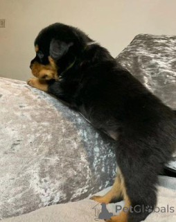 Zdjęcie №3. Sprzedam szczenięta rottweilera. Niemcy