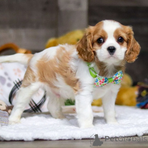 Zdjęcie №1. cavalier king charles spaniel - na sprzedaż w Dubrownik | 1674zł | Zapowiedź №159555