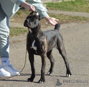 Zdjęcie №1. cane corso - na sprzedaż w Belgrad | negocjowane | Zapowiedź №96782