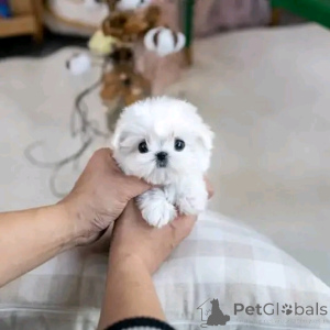 Zdjęcie №2 do zapowiedźy № 137598 na sprzedaż  maltańczyk - wkupić się USA hodowca