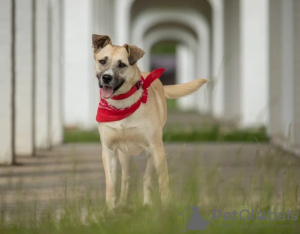 Zdjęcie №4. Sprzedam pies nierasowy w Москва. prywatne ogłoszenie - cena - Bezpłatny