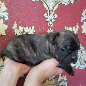 Zdjęcie №3. Buldog francuski. Niemcy