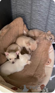 Zdjęcie №3. Gotowy do wyjścia już teraz. Dziewczyna chihuahua.....WhatsApp mnie pod numerem. Holandia