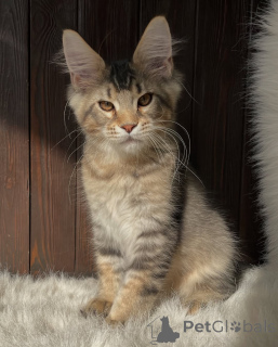 Zdjęcie №3. Tam, gdzie jest spokój, jest Willow, bicie serca każdego przytulnego domu.. Holandia