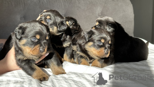 Zdjęcie №3. Kennel Club Zarejestrował piękne szczenięta Rottweilera. Wielka Brytania