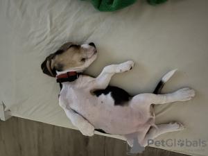 Zdjęcie №4. Sprzedam beagle (rasa psa) w Аликанте. prywatne ogłoszenie, hodowca - cena - 4604zł