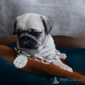 Zdjęcie №3. Wspaniały przystojniak!. Ukraina