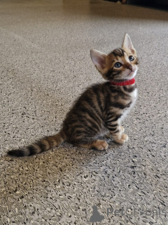 Zdjęcie №3. rasowy Toyger. Irlandia