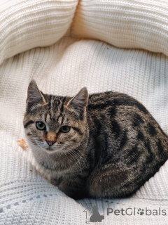 Zdjęcie №3. Szukam domu 2 cudownego kotka.. Federacja Rosyjska