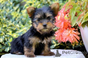 Zdjęcie №1. yorkshire terrier - na sprzedaż w Frankenberg | 3588zł | Zapowiedź №158071
