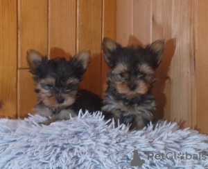 Zdjęcie №1. yorkshire terrier - na sprzedaż w Wilno | 1674zł | Zapowiedź №127595