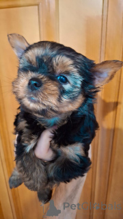 Zdjęcie №3. Miniaturowe Yorksowie.. Łotwa