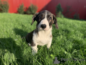 Dodatkowe zdjęcia: Szczenięta Cardigan Welsh Corgi