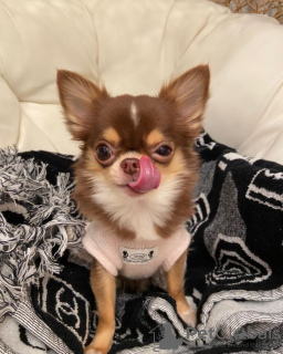 Zdjęcie №3. Lola Applehead Chihuahua. Szwecja