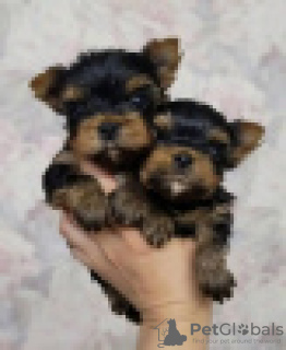 Zdjęcie №1. yorkshire terrier - na sprzedaż w Parkano | 1339zł | Zapowiedź №120626