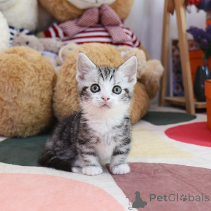 Zdjęcie №2 do zapowiedźy № 152216 na sprzedaż  munchkin - wkupić się USA hodowca