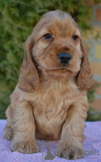 Zdjęcie №3. English Cocker Spaniel Puppy. Serbia