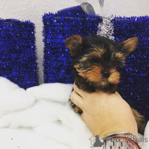 Zdjęcie №2 do zapowiedźy № 149977 na sprzedaż  yorkshire terrier - wkupić się USA prywatne ogłoszenie, od żłobka, ze schronu, hodowca