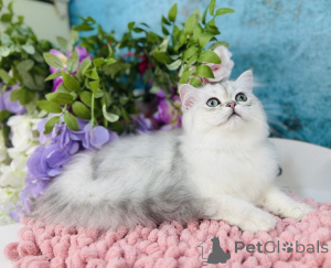 Zdjęcie №2 do zapowiedźy № 144503 na sprzedaż  scottish straight - wkupić się Ukraina hodowca