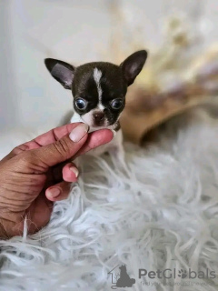 Zdjęcie №3. Urocza nauczona korzystania z toalety. Francja