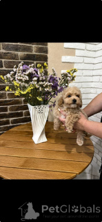 Zdjęcie №2 do zapowiedźy № 164024 na sprzedaż  pudel (zabawka) - wkupić się Finlandia prywatne ogłoszenie, ze schronu