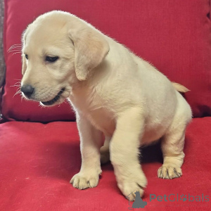 Zdjęcie №2 do zapowiedźy № 176362 na sprzedaż  labrador retriever - wkupić się Niemcy prywatne ogłoszenie