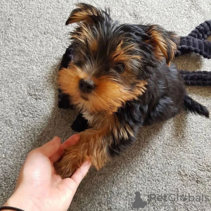 Dodatkowe zdjęcia: Sprzedam piękne szczenięta rasy Yorkshire Terrier