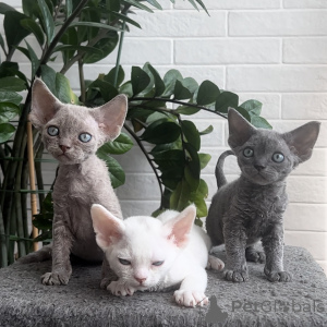 Zdjęcie №1. devon rex - na sprzedaż w Salzburg | negocjowane | Zapowiedź № 164275