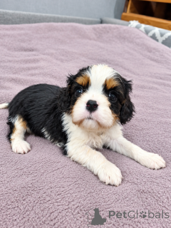 Dodatkowe zdjęcia: Idealne szczenięta Cavalier King Charles Spaniel.