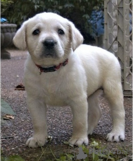 Zdjęcie №1. labrador retriever - na sprzedaż w Dordrecht | Bezpłatny | Zapowiedź №123957